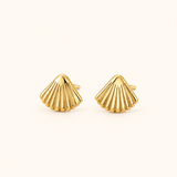 Seashell Solids